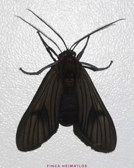 Saurita