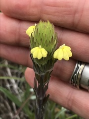 Castilleja rubicundula