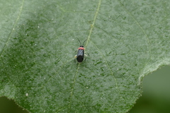 Sysinas pallidipes