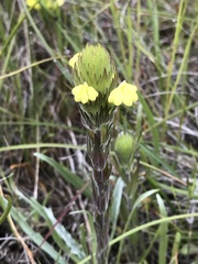 Castilleja rubicundula