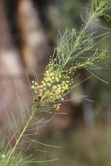 Acacia subulata