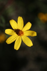 Tagetes parryi