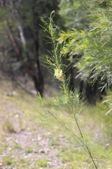 Acacia subulata