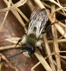 Andrena cineraria