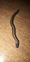 Ophiodes vertebralis