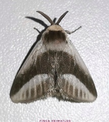 Mesoscia dumilla