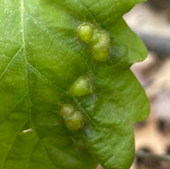 Neuroterus quercusirregularis