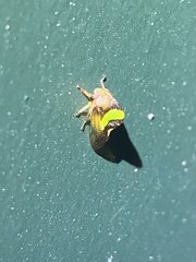 Smilia fasciata