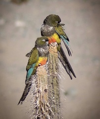 Burrowing Parrot photo 5