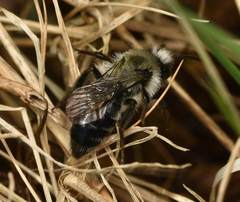 Andrena cineraria