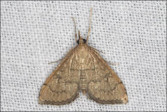 Metasia dicealis