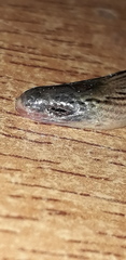 Ophiodes vertebralis