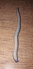 Ophiodes vertebralis