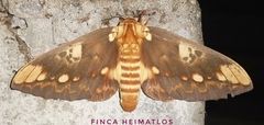 Citheronia hamifera