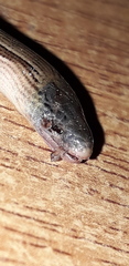 Ophiodes vertebralis