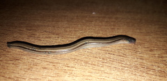 Ophiodes vertebralis