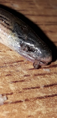 Ophiodes vertebralis