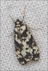 Eudonia aphrodes