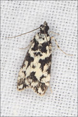 Eudonia aphrodes
