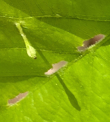 Andricus chinquapin