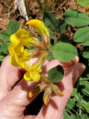 Acmispon grandiflorus var. macranthus
