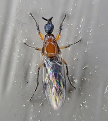 Dilophus tibialis breviceps