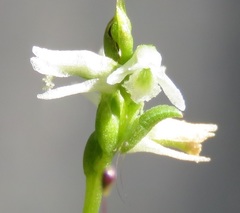 Spiranthes eatonii