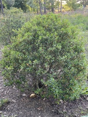 Cestrum laevigatum