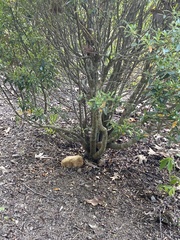Cestrum laevigatum