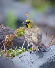 Melanodera xanthogramma