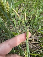 Carex meadii