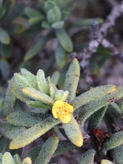 Thymelaea tinctoria