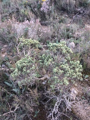 Thymelaea tinctoria
