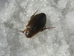 Dytiscus circumcinctus