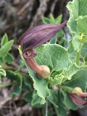 Aristolochia pistolochia