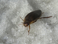 Dytiscus circumcinctus
