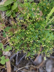 Galium porrigens porrigens