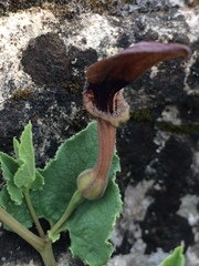 Aristolochia pistolochia