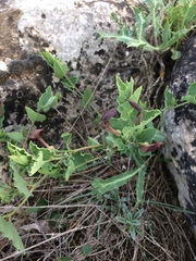 Aristolochia pistolochia