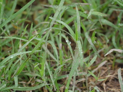 Exitianus obscurinervis