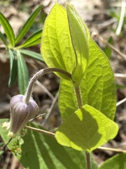 Clematis ochroleuca