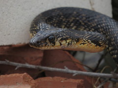 Hemorrhois hippocrepis