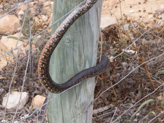 Hemorrhois hippocrepis