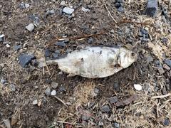 Dorosoma cepedianum