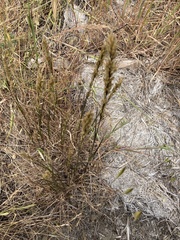 Melica californica