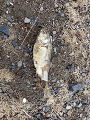 Dorosoma cepedianum
