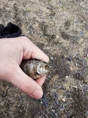 Dorosoma cepedianum