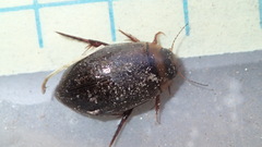 Rhantus wallisi