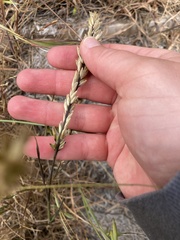 Melica californica