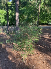 Rhododendron austrinum